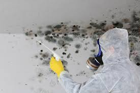 Trusted Kenner, LA Mold Prevention & Removal  Experts